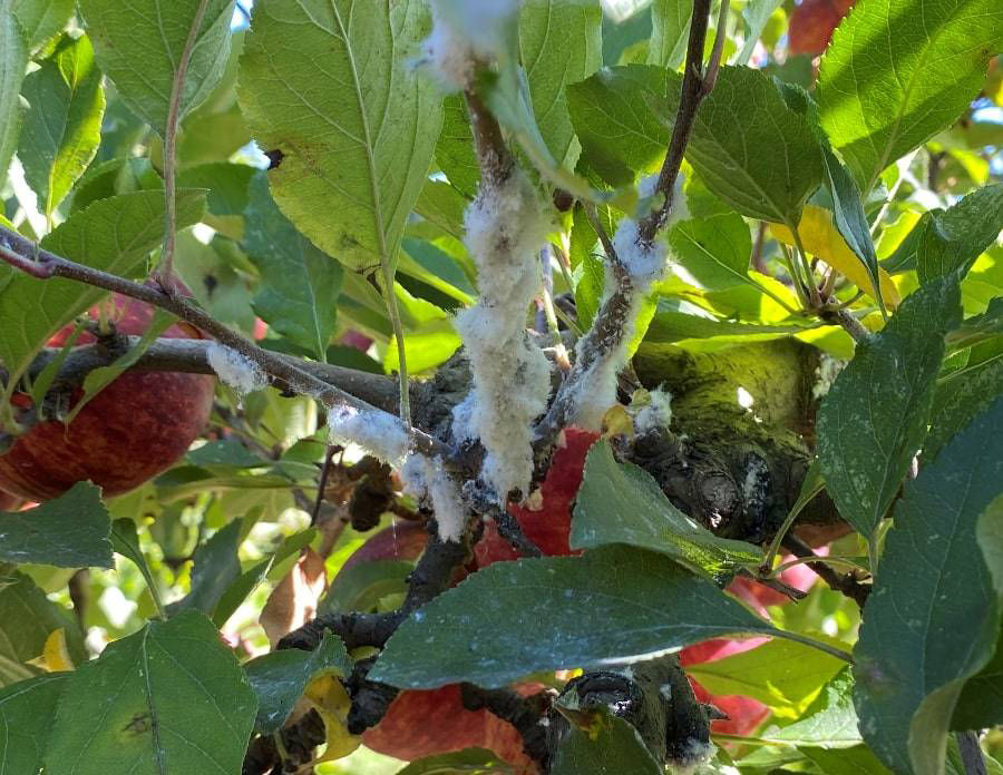 Woolly Apple Aphid